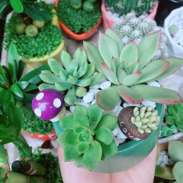 Chậu Sen Đá Tiểu Cảnh