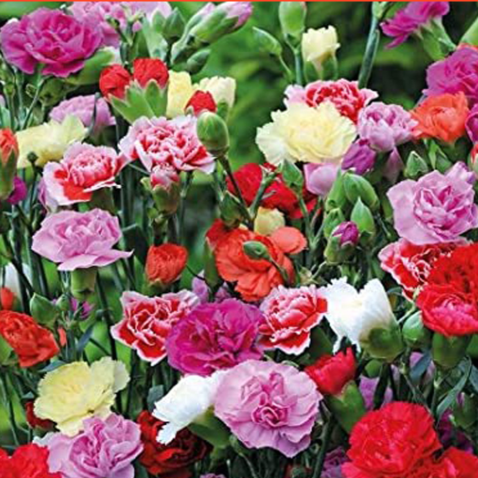 Hạt giống Hoa Cẩm Chướng Kép Mix Màu - Nông Sản Vàng