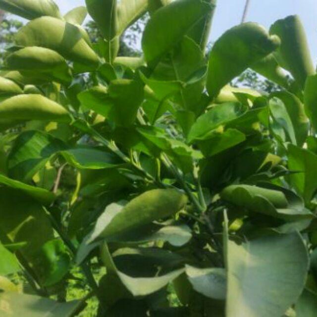 1kg lá bưởi khô sạch thu hái từ cây nhà trồng - hàng nhà làm thủ công