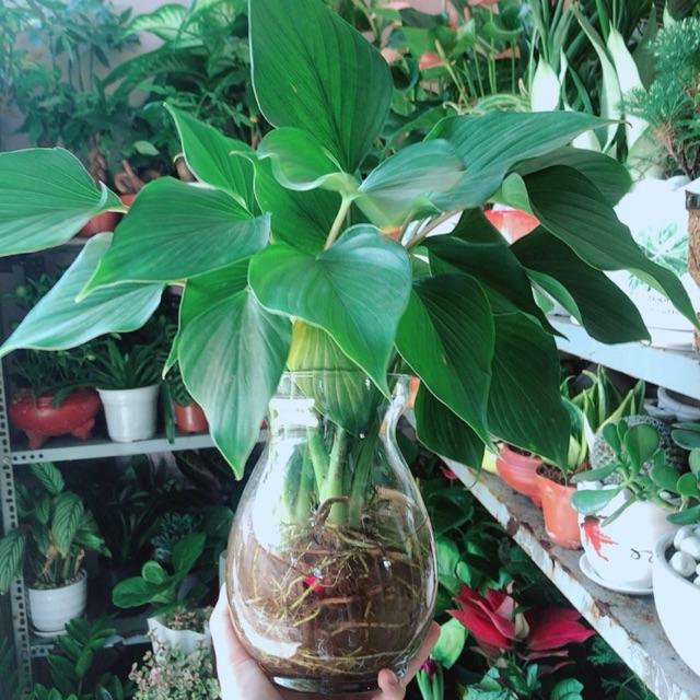 Chậu Cây Thanh Tâm Thuỷ Sinh