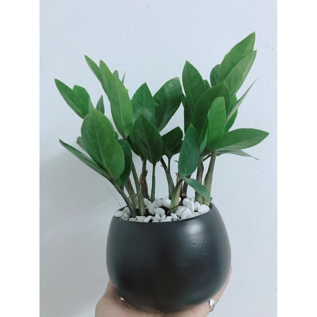 Chậu kim tiền thái Bán Chạy