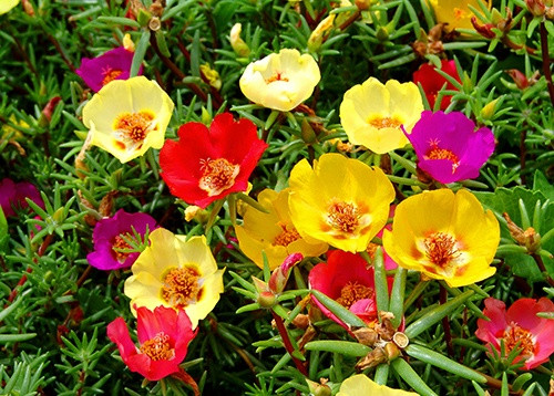 Hoa Mười Giờ Mỹ - Portulaca Grandiflora
