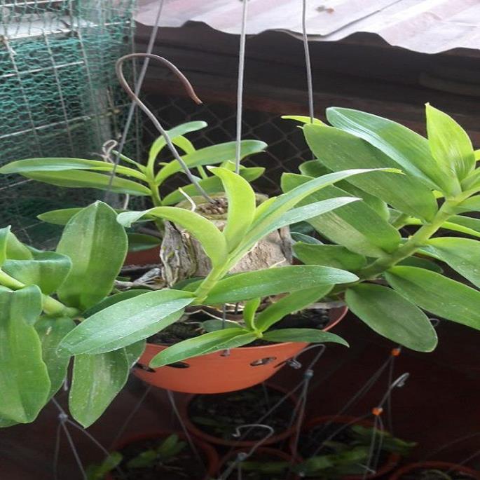 Sản Phẩm Hoa lan trầm tím thái lan