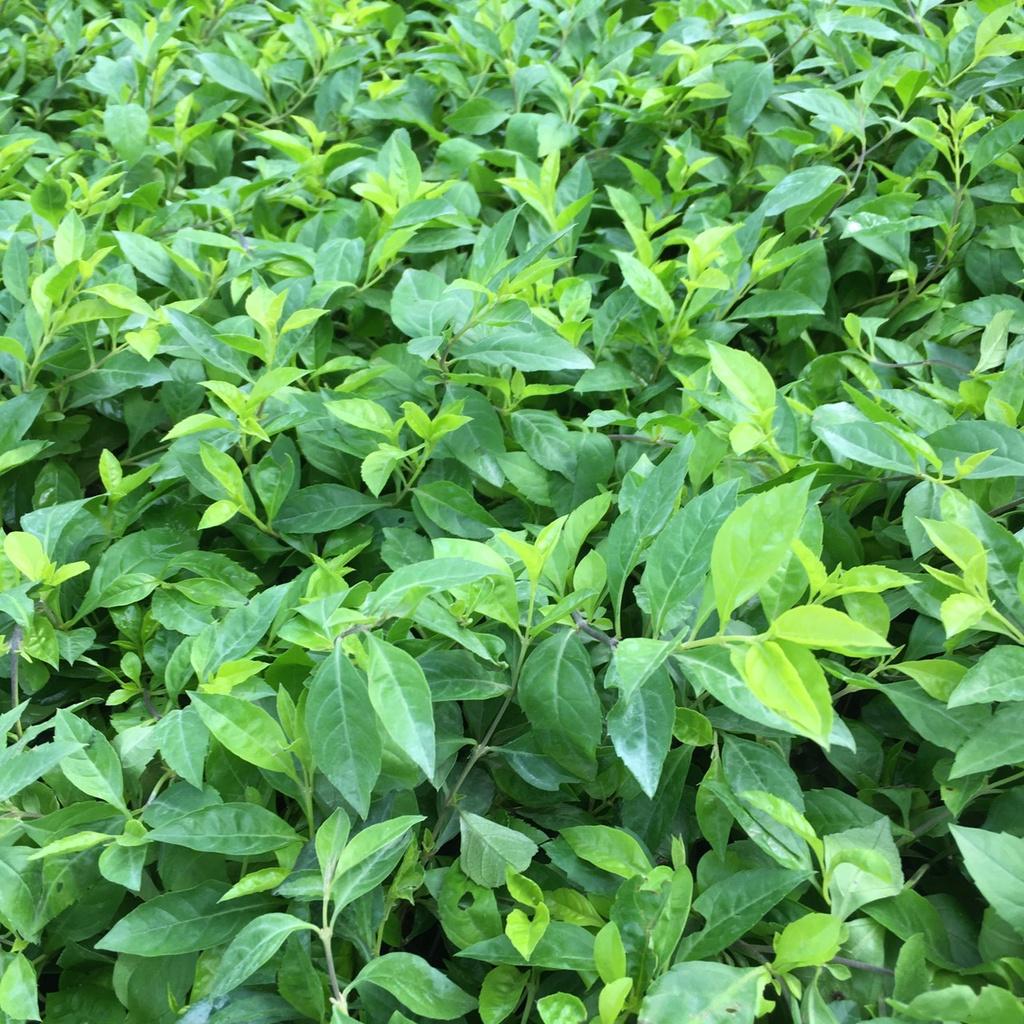 Cây Chuỗi Ngọc Nhiều Ngọn Trồng Sẵn Thích Hợp Trồng Đường Riềm,Công Trình