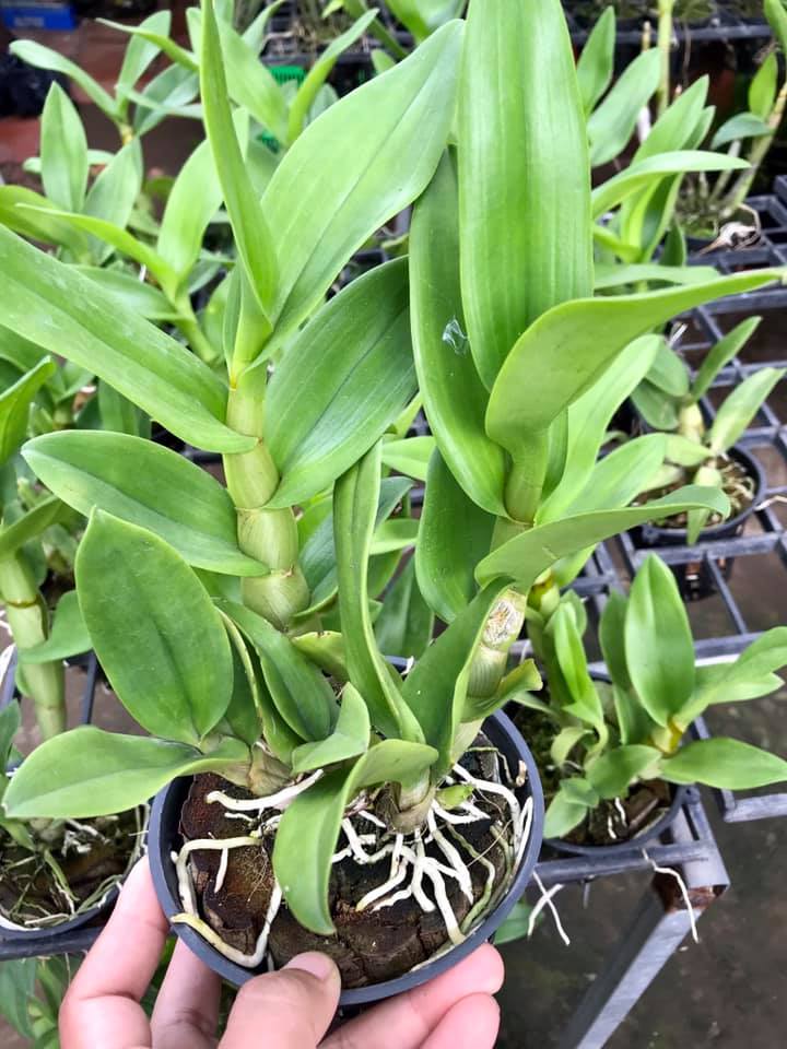 Cây hoa lan Denro Giáng xưa