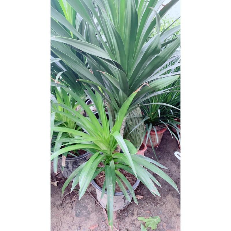 Phát Tài Núi 1 Thân Cao 1m4