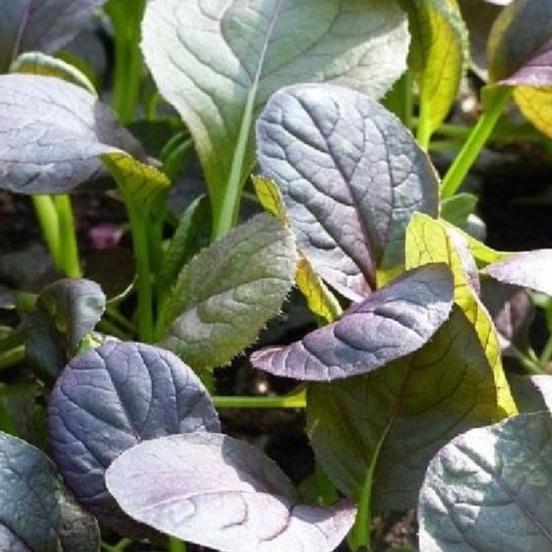 Hạt giống rau cải chíp đỏ dể trồng- gói 2 gram/tặng kèm gói phân bón lót