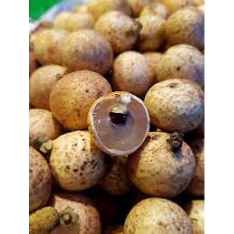 CÂY GIỐNG NHÃN HẠT LÉP THÁI LAN