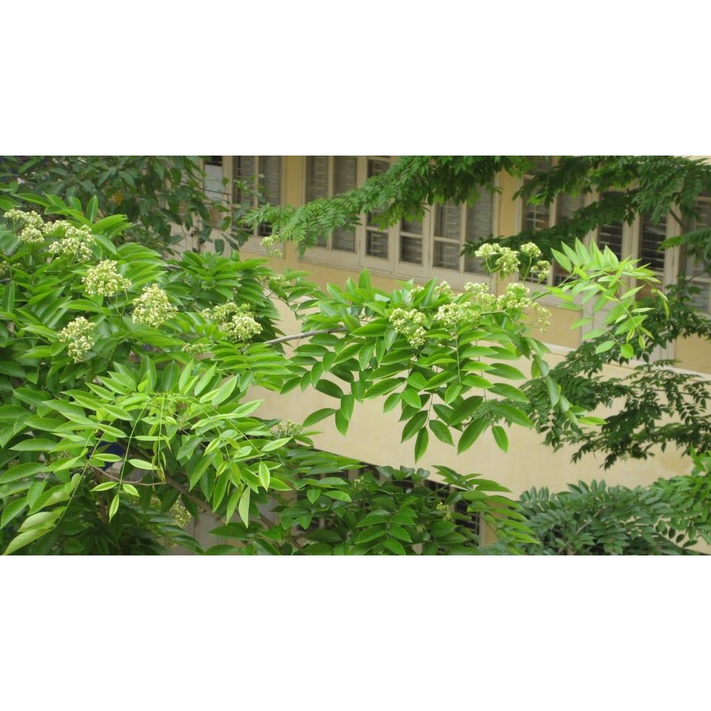 CÂY GIỐNG BẰNG LĂNG LÁ ỔI )