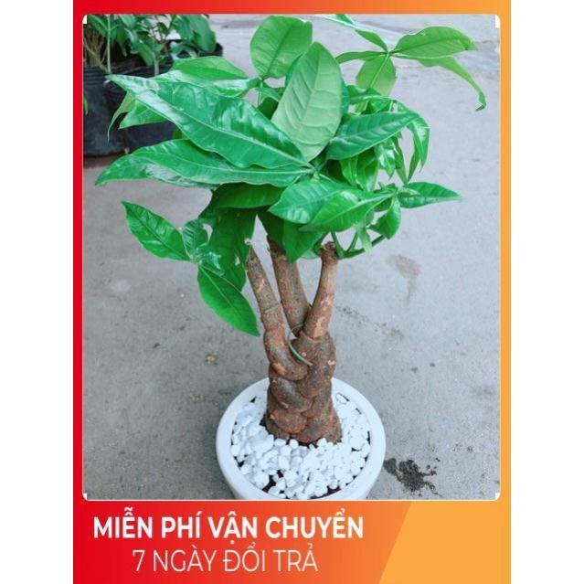 Chậu Kim Ngân 3 Thân Thắt Bính