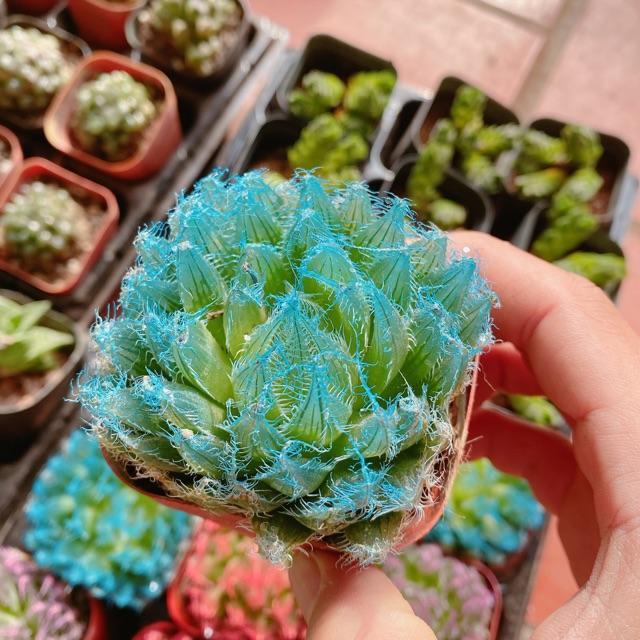 Cây kim cương dạ quang