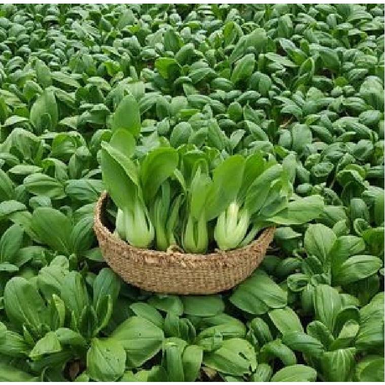 Combo 3 gói hạt giống rau cải chíp xanh,cải thìa-gói 20gram-tặng kèm gói phân bón