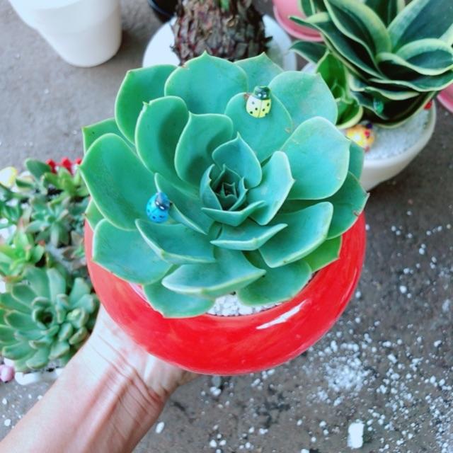 Chậu sen đá xanh đất