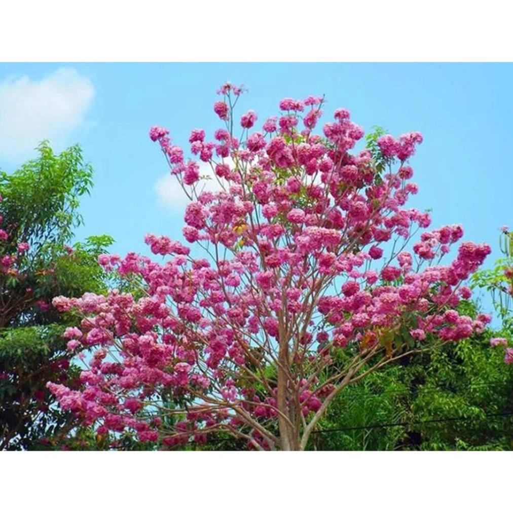 CÂY GIỐNG CÂY KÈN HỒNG + Tặng 01 cây dâu da đất