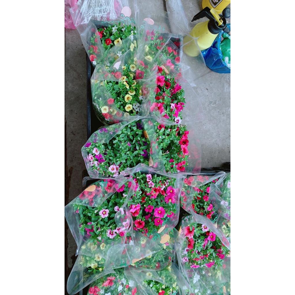 Chậu Hoa Triệu Chuông