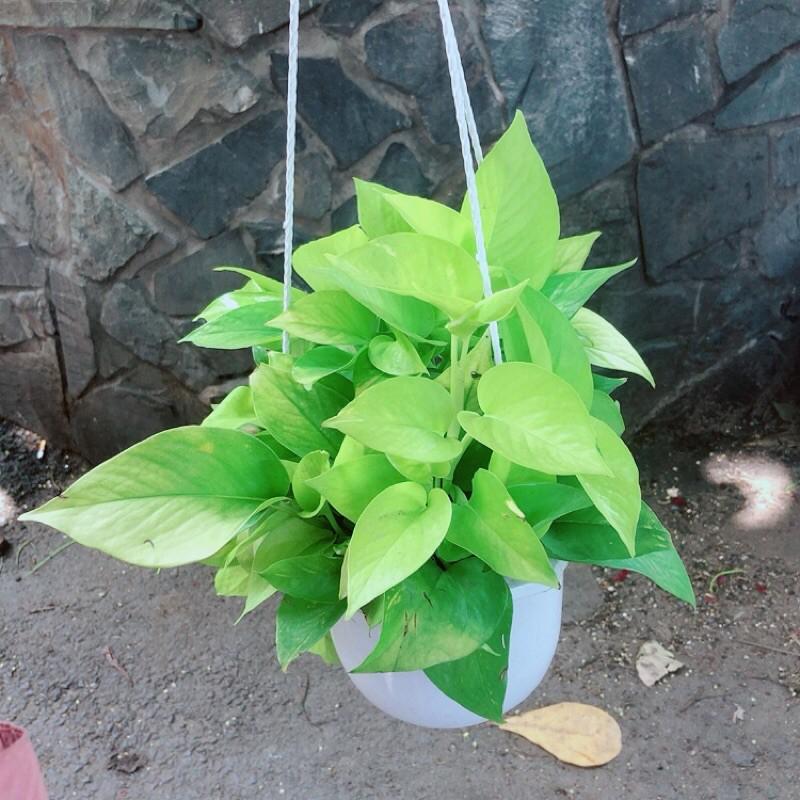 Trầu Bà Thái Vàng