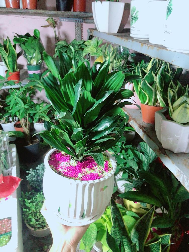 Chậu Cây Phát Tài Lá