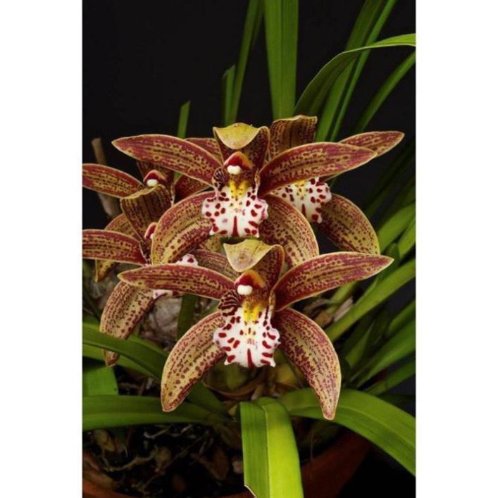 COMBO 5 THÂN ĐỊA Lan kiếm hồng hoàng , trần mộng thu - Cymbidium iridioides - TMTTB
