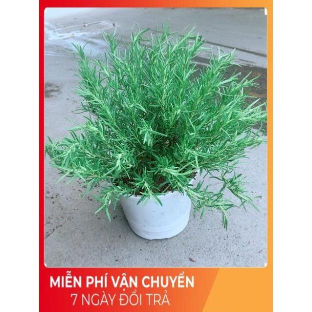 Chậu Hương Thảo Size Đại