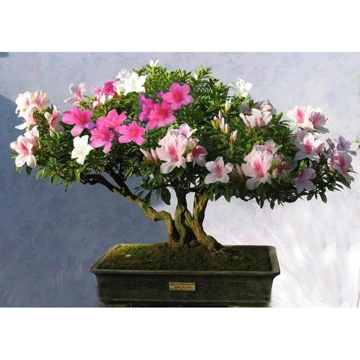 CÂY GIỐNG HOA ĐỖ QUYÊN NHẬT BẢN ĐỦ MÀU