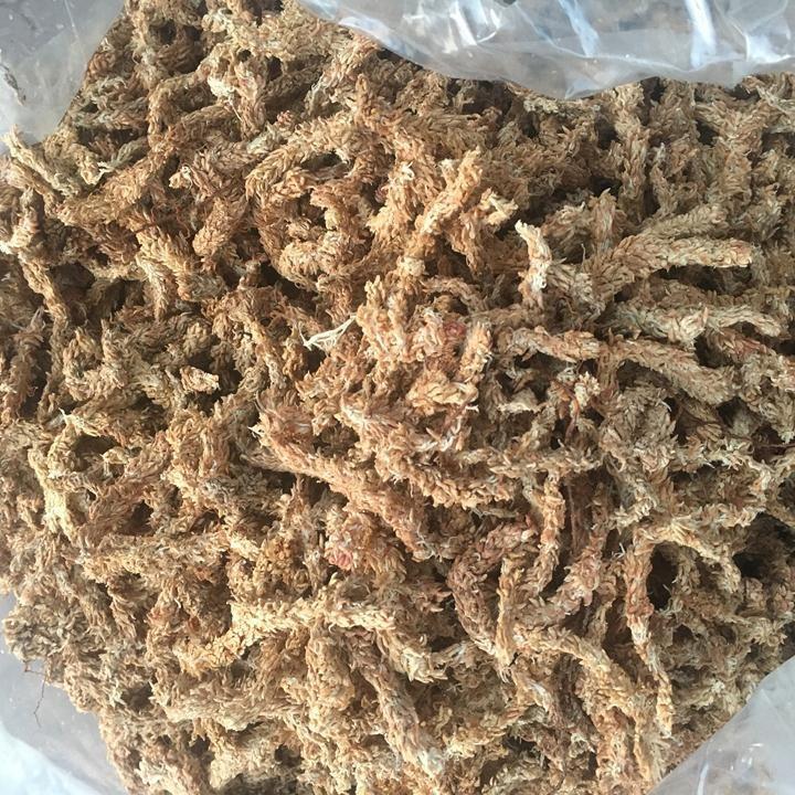 Rêu sâu ChiLe (giữ ẩm tuyệt vời cho phong lan) gói 100g