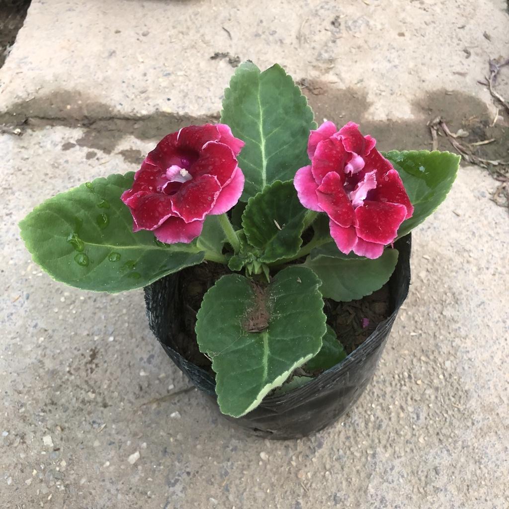Cây hoa chuông tình yêu , Cao 15cm hoa nở bắt mắt màu sắc rực rỡ sức sống khỏe mang nhiều ý nghĩa