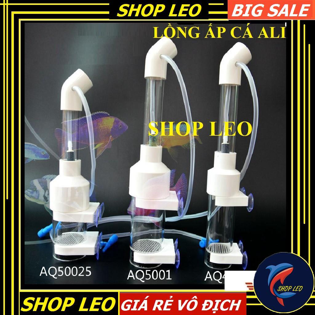 Lồng ấp trứng cá ali - các loại cá dòng Cichlids