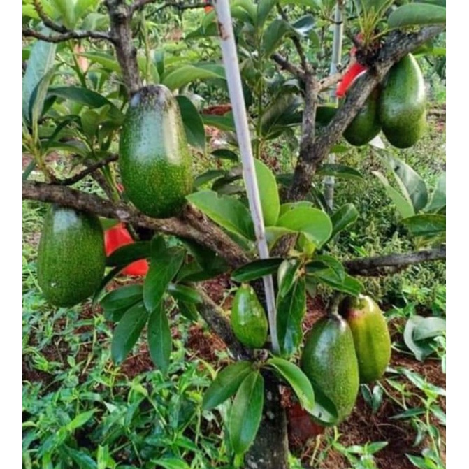 Cây giống Bơ sáp lùn Thái Lan