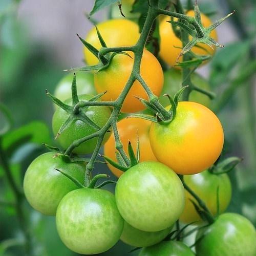 Hạt giống cà chua cherry vàng ngọt ORANGE CHARM 403 gói 5 hạt