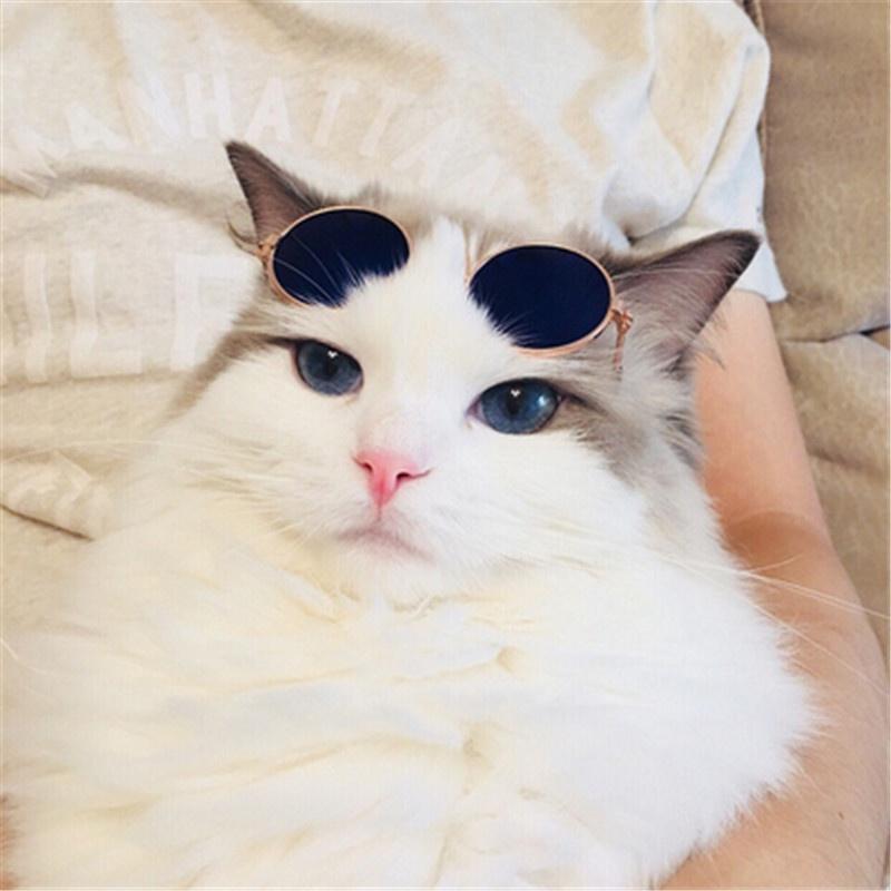 Mắt Kính chó mèo gọng vàng kính mát cho thú cưng chống tia UV D122