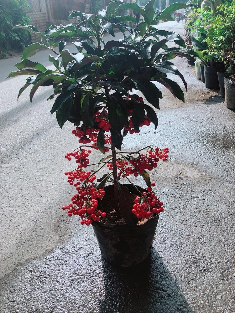 Cây Kim Ngân Lượng