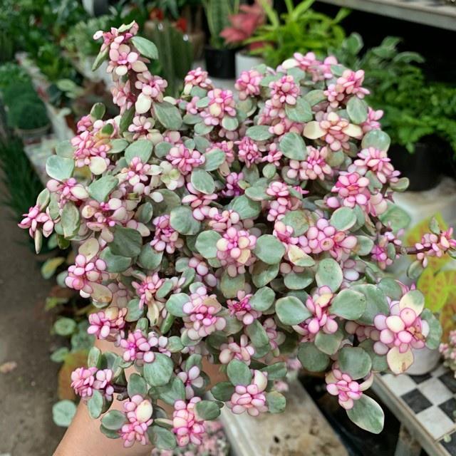 CÂY SEN ĐÁ NGỌC BÍCH ĐỎ - CÂY SEN DOLA HỒNG