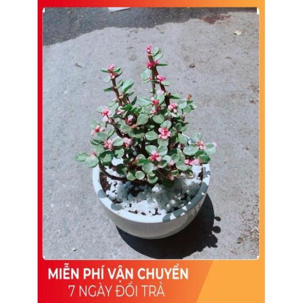 Chậu Đô La Hồng