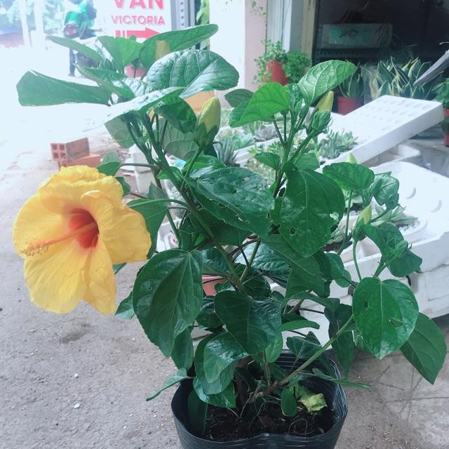 Chậu hoa dâm bụt