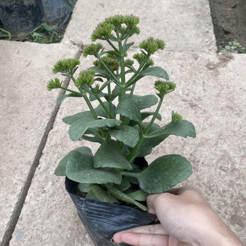 Cây hoa sống đời trồng trong bịch đen như hình