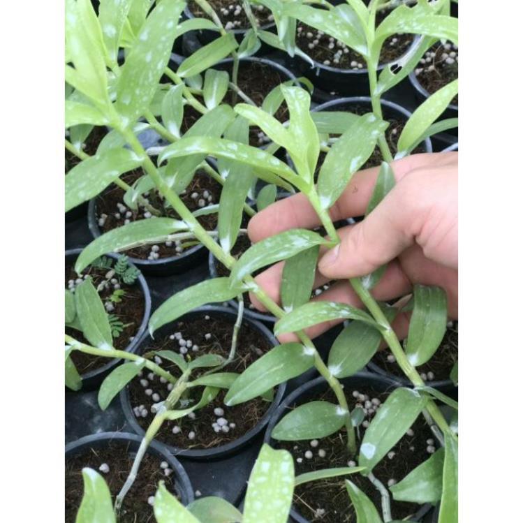 Hoa phong lan - phi điệp phú thọ mắt đỏ