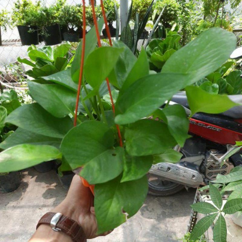 Trầu Bà Mini Treo