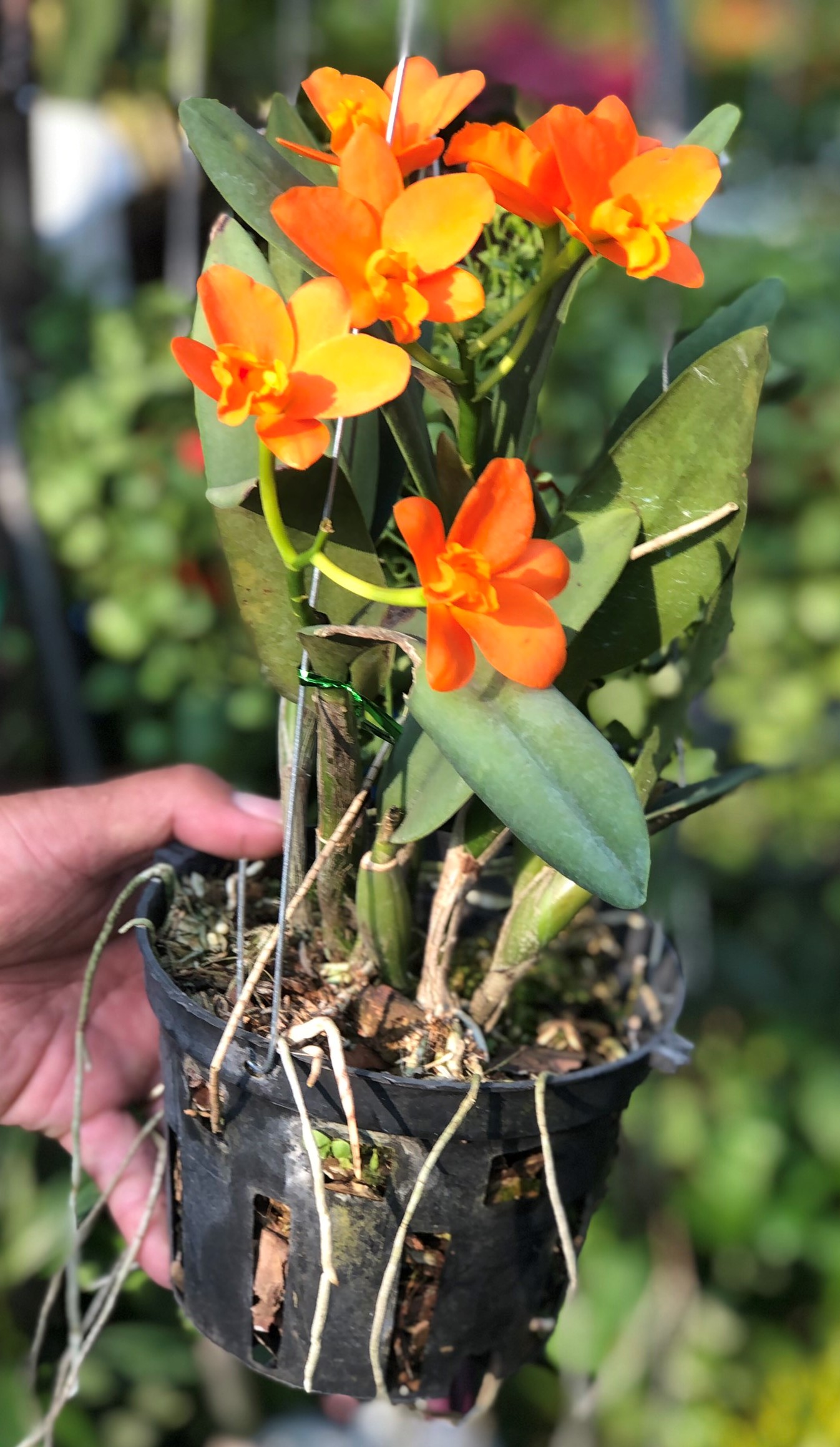 Chậu hoa lan cattleya hoa màu hồng