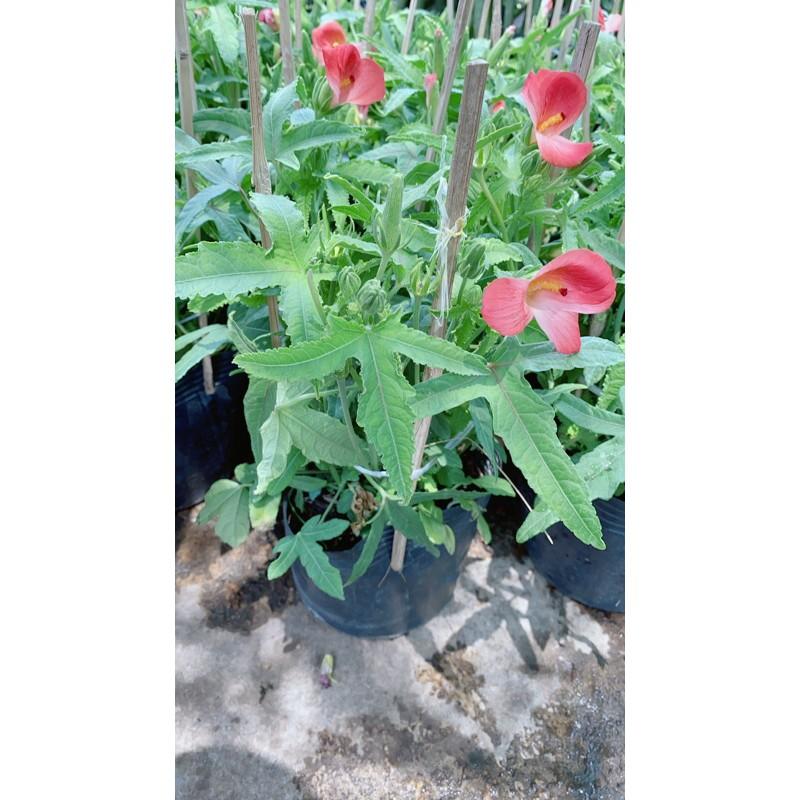 Cây Sâm Bố Chính Chậu To Như Hình