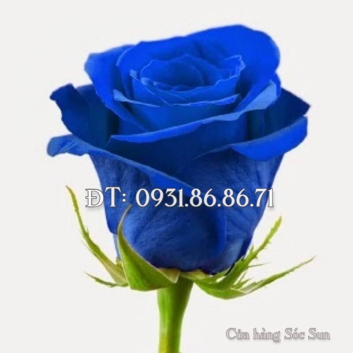 Hạt giống hoa hồng xanh – Bịch 10 hạt – Mã số 1501
