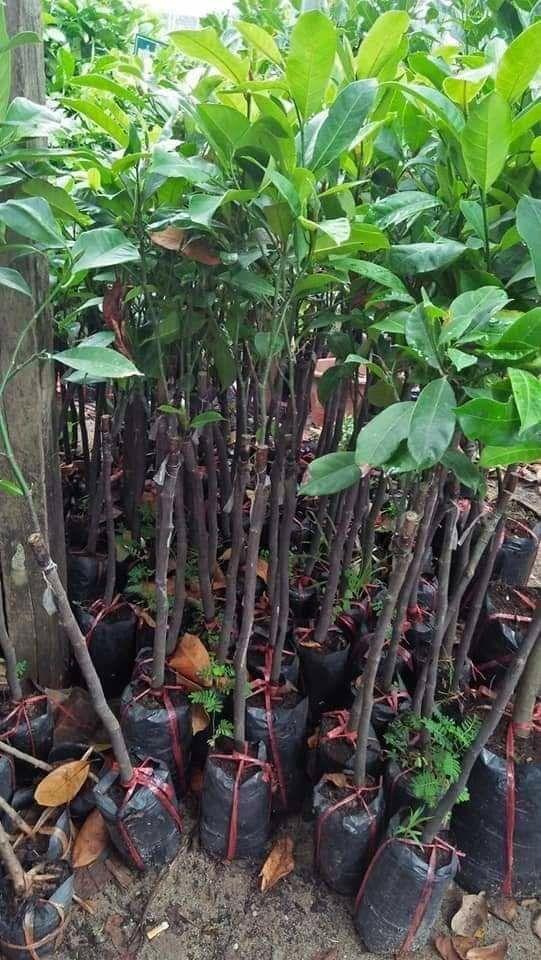 CÂY GIỐNG MÍT TỐ NỮ SIÊU SỚM