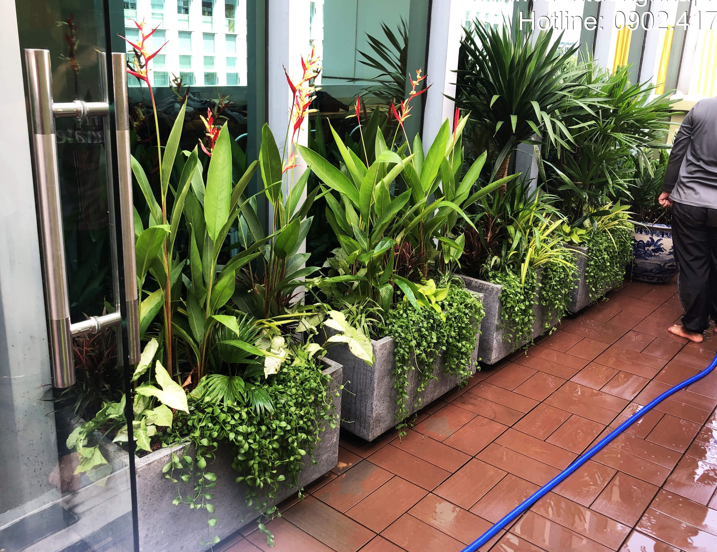 Chậu Đá Mài Cây Xanh Ban Công size lớn gồm Chậu, cây xanh, đất trồng và phân bón với thời gian bảo hành 2 tháng