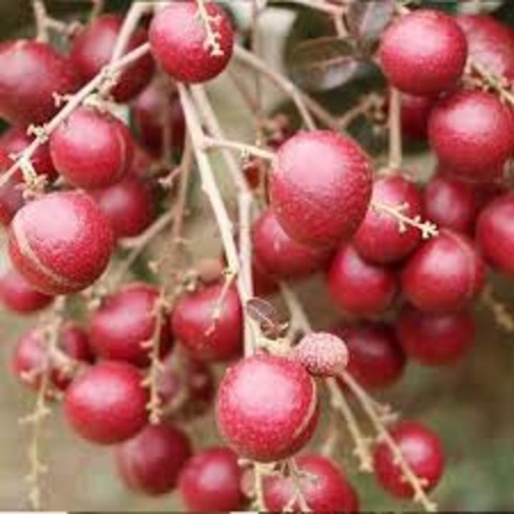 CÂY GIỐNG NHÃN TÍM SIÊU QUẢ SIÊU KINH TẾ