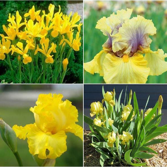 Hạt giống hoa diện vĩ vàng gói 10 hạt/gói