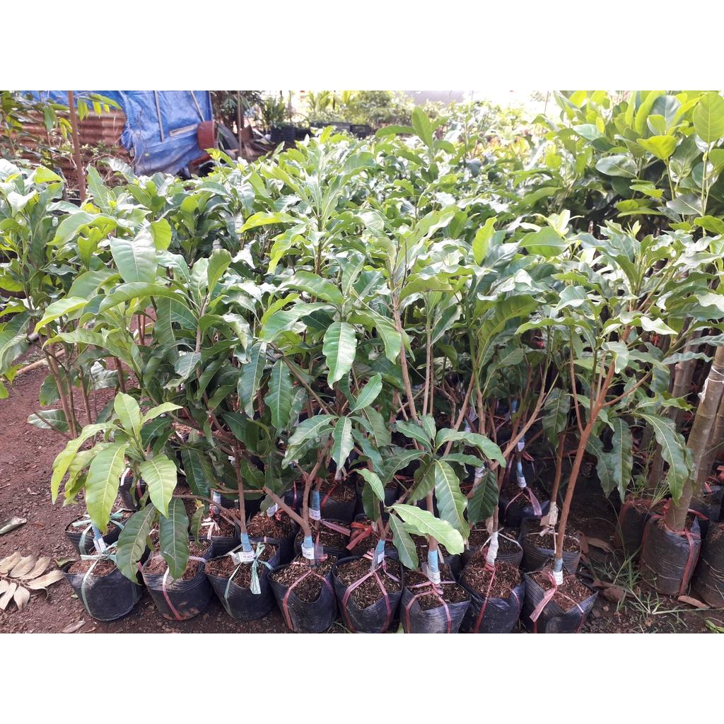 CÂY GIỐNG VÚ SỮA HOÀNG KIM ghép cho trái sớm. ()