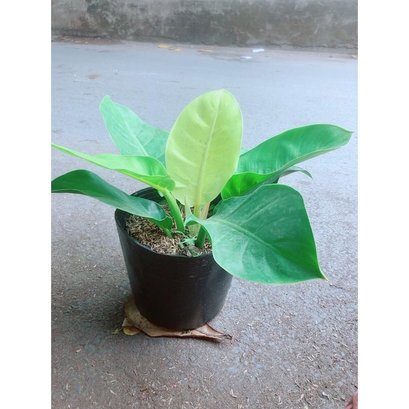 Trầu Bà Đế Vương