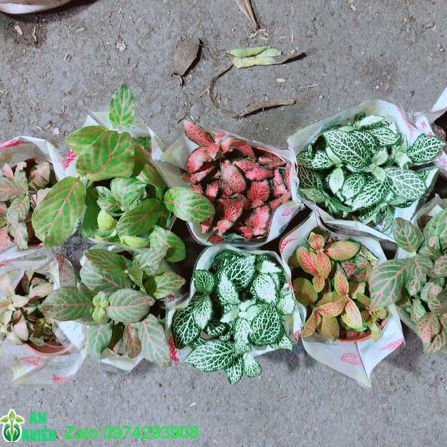 Cẩm Nhung đồng giá 30k/chậu