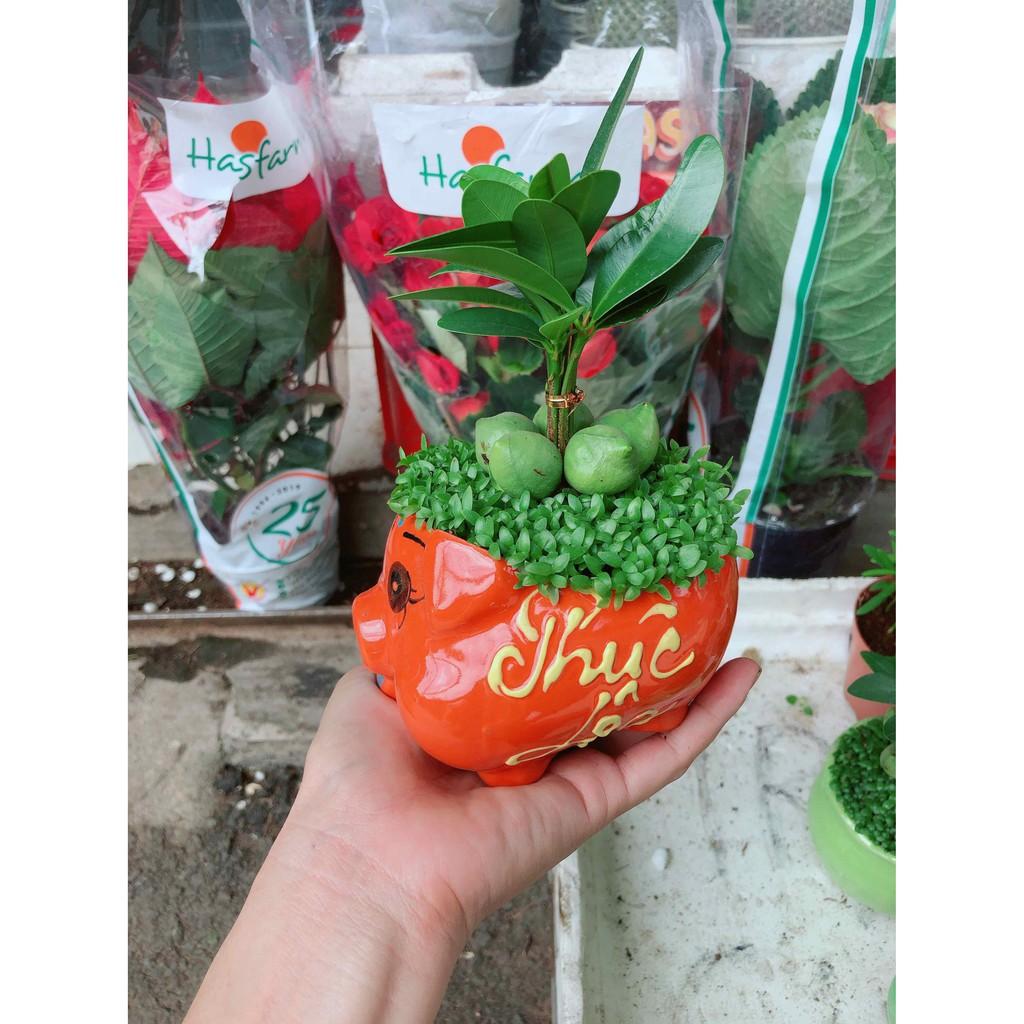 Chậu cây may mắn con heo Bán Chạy