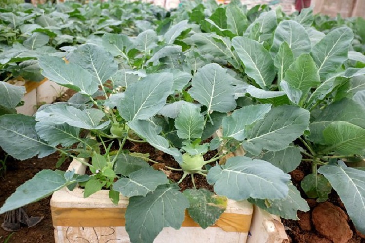 Hạt Giống Su Hào Xanh F1 Cao Sản - Gói 1Gr