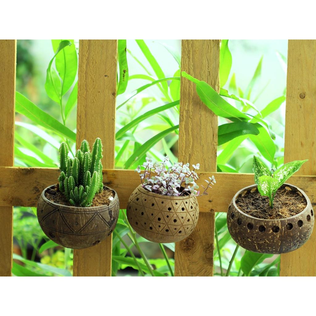 Gáo dừa thô TRỒNG LAN I CÂY CẢNH